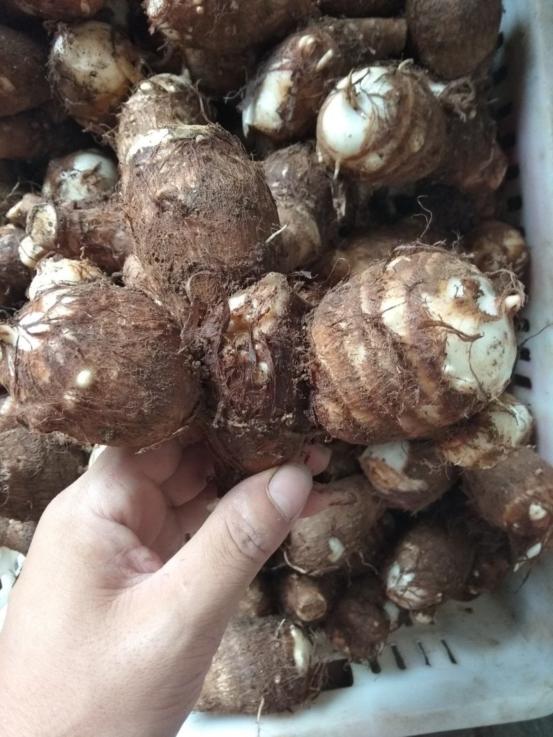 沙地芋头8520通货不挑球