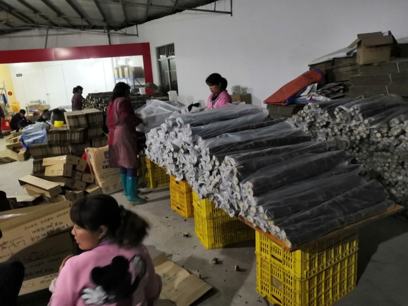 热卖区(广西甘蔗)基地直供，回程车免费提供。