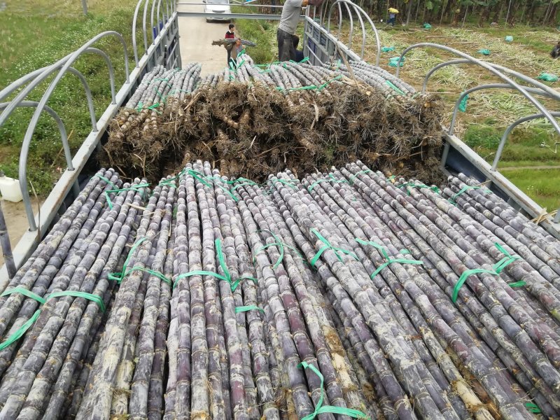 热卖区(广西甘蔗)基地直供，回程车免费提供。