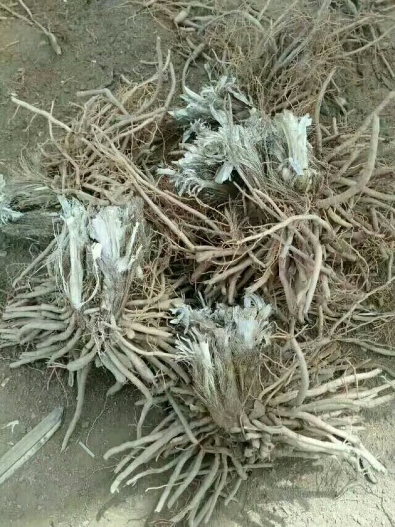 黄花菜根