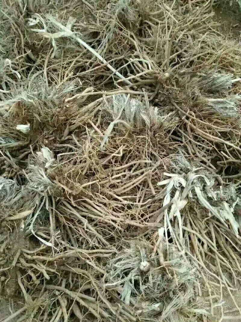 黄花菜根