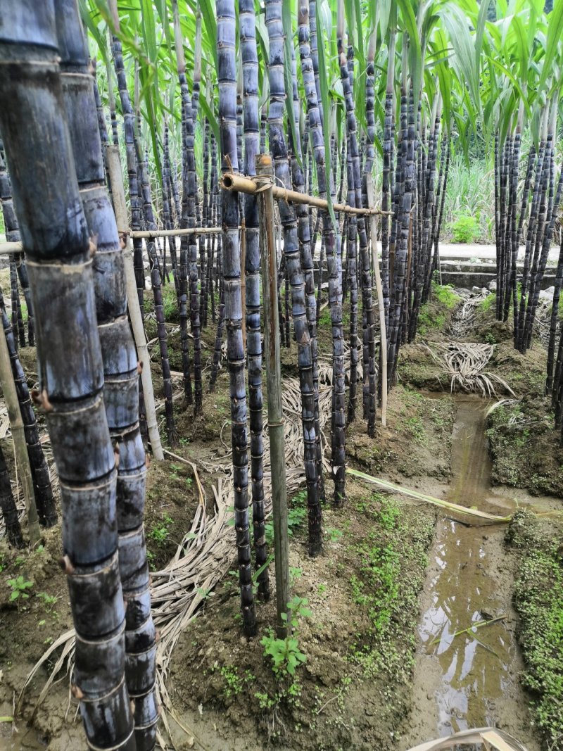 热卖区(广西甘蔗)基地直供，回程车免费提供。