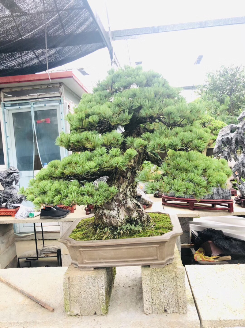 黑松盆景，黑松地景树，造型黑松，黑松造型
