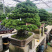 黑松盆景，黑松地景树，造型黑松，黑松造型