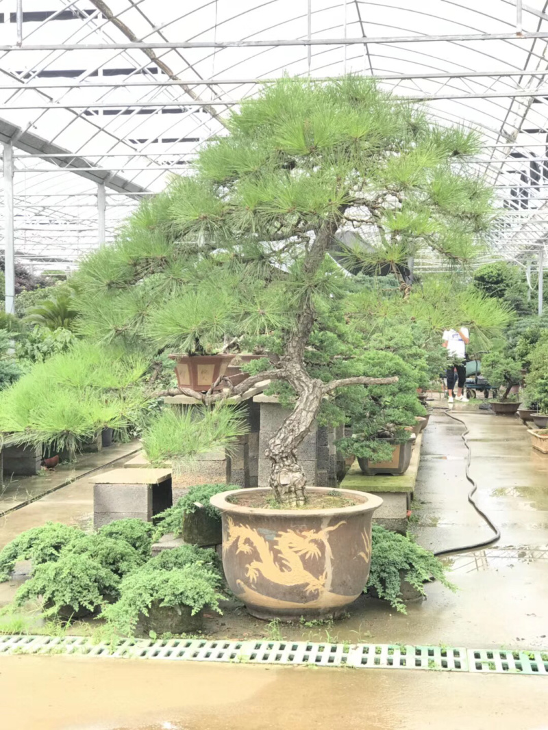 黑松盆景，黑松地景树，造型黑松，黑松造型