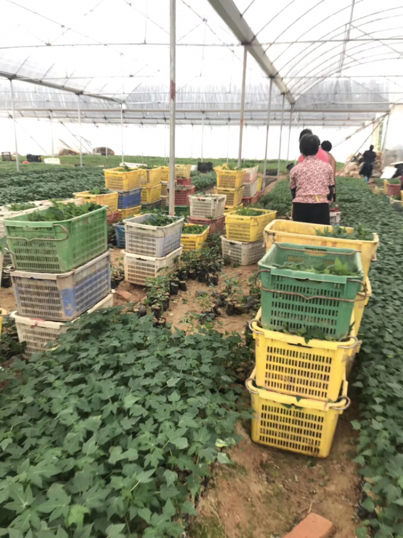益源6号木瓜苗红肉木瓜泰国红抗台风高产水果木瓜