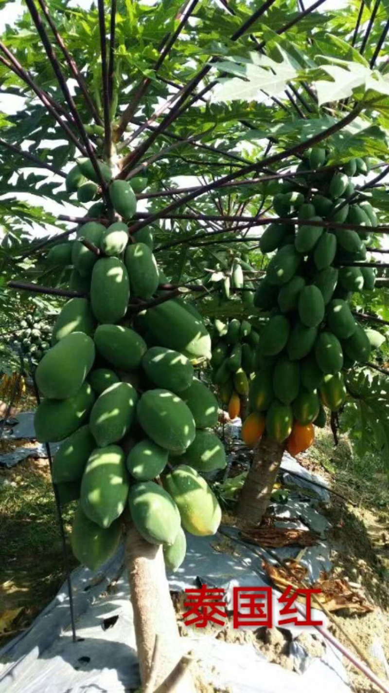 益源6号木瓜苗红肉木瓜泰国红抗台风高产水果木瓜