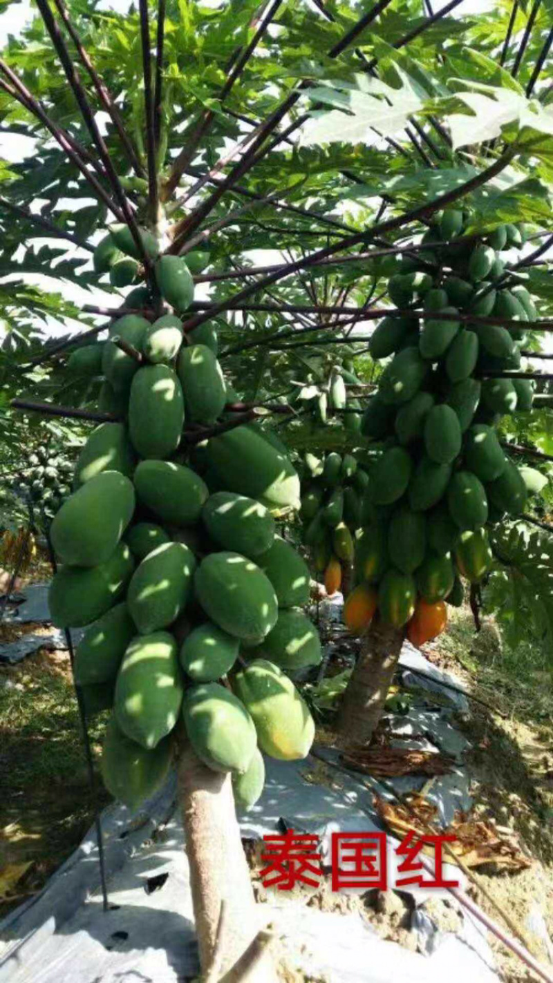 益源6号木瓜苗红肉木瓜泰国红抗台风高产水果木瓜