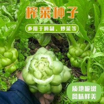 四川榨菜种子皮薄脱水快丰产性好鲜食加工均可