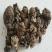 七叶一枝花重楼干货千余品种供应承接订单