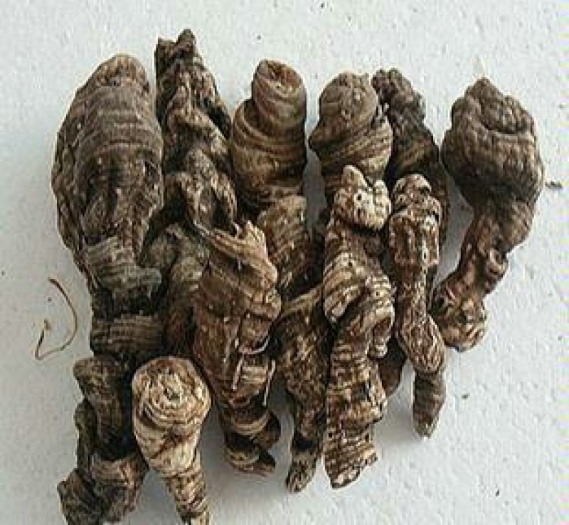 七叶一枝花重楼干货千余品种供应承接订单