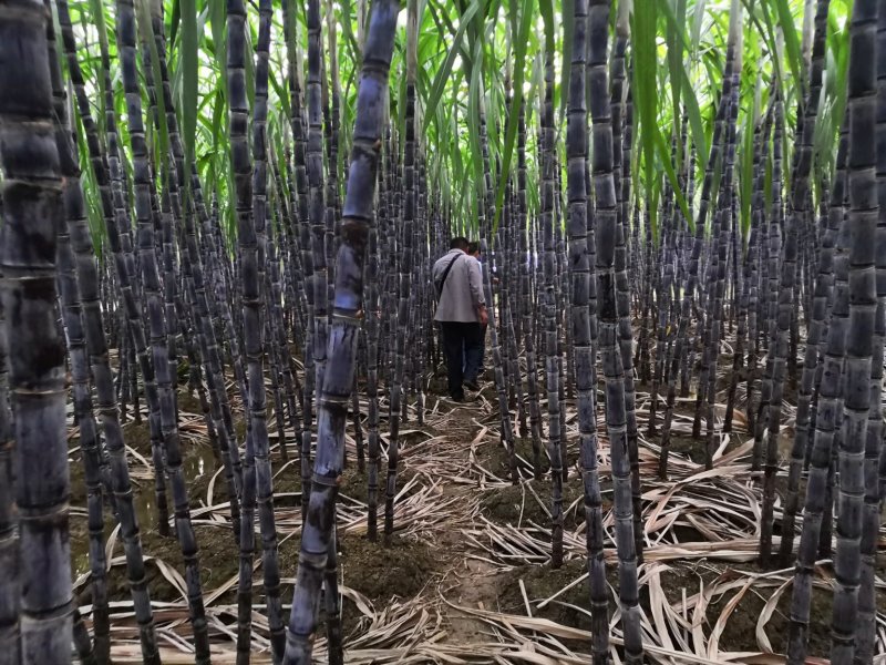 热销《黑皮甘蔗基地》质保13～16cm节度一条。