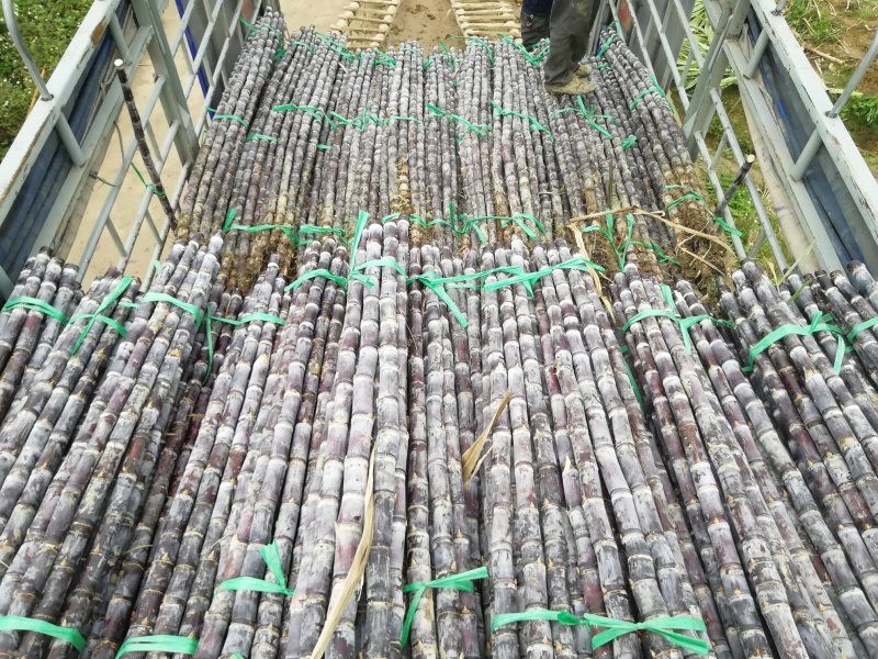 热销《黑皮甘蔗基地》质保13～16cm节度一条。