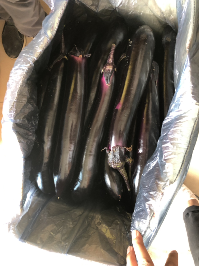 优质茄子茄子5两以上个大均匀质量保障视频看货欢迎来电