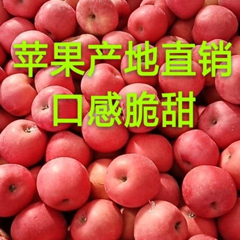 苹果红将军苹果保质保量正常走货