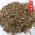 珍珠菜狼尾珍珠菜批发零售冷背中药材
