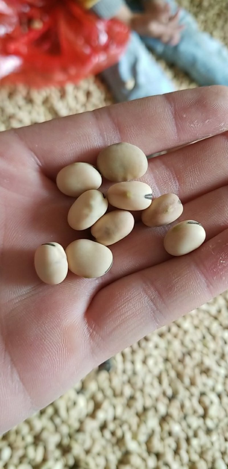 优质羊眼豆，龙眼豆，圆圆豆，眯眯豆，炒货豆子