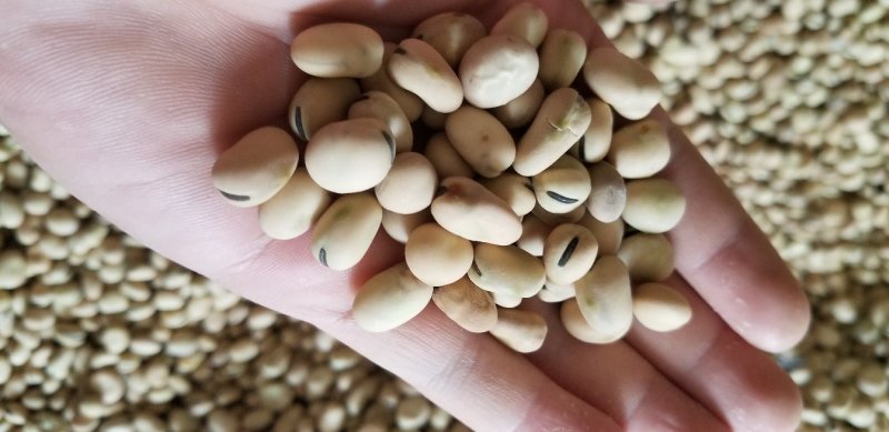 优质羊眼豆，龙眼豆，圆圆豆，眯眯豆，炒货豆子