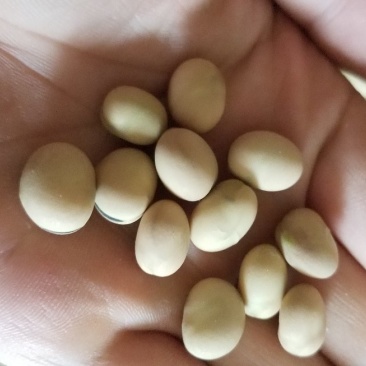 优质羊眼豆,龙眼豆,圆圆豆,眯眯豆,炒货豆子