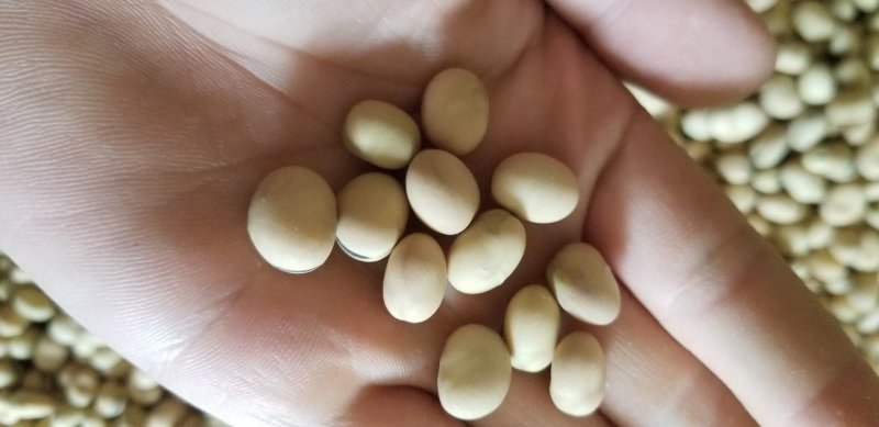 优质羊眼豆，龙眼豆，圆圆豆，眯眯豆，炒货豆子