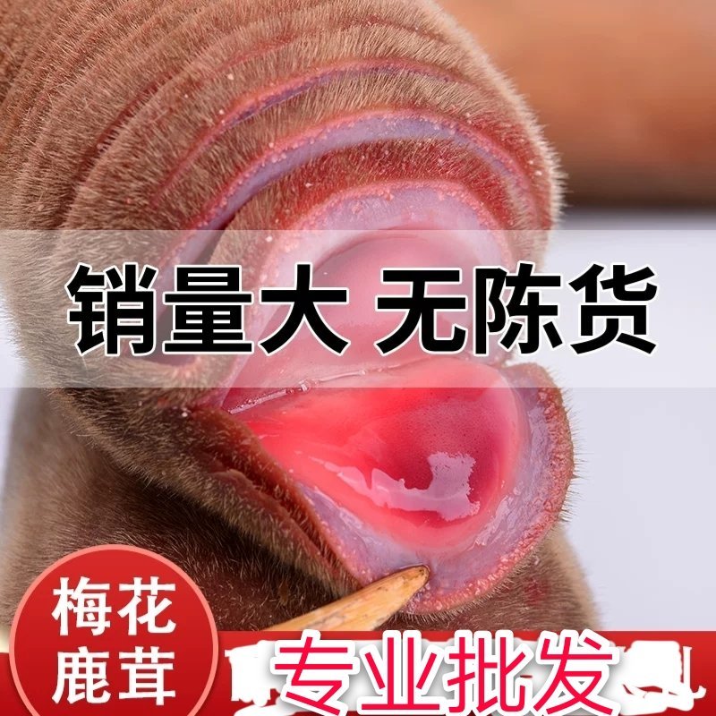 【源头好货】梅花鹿茸鲜鹿茸整只可切煲汤泡酒药材自营鹿场