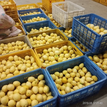 柠檬电商果现货