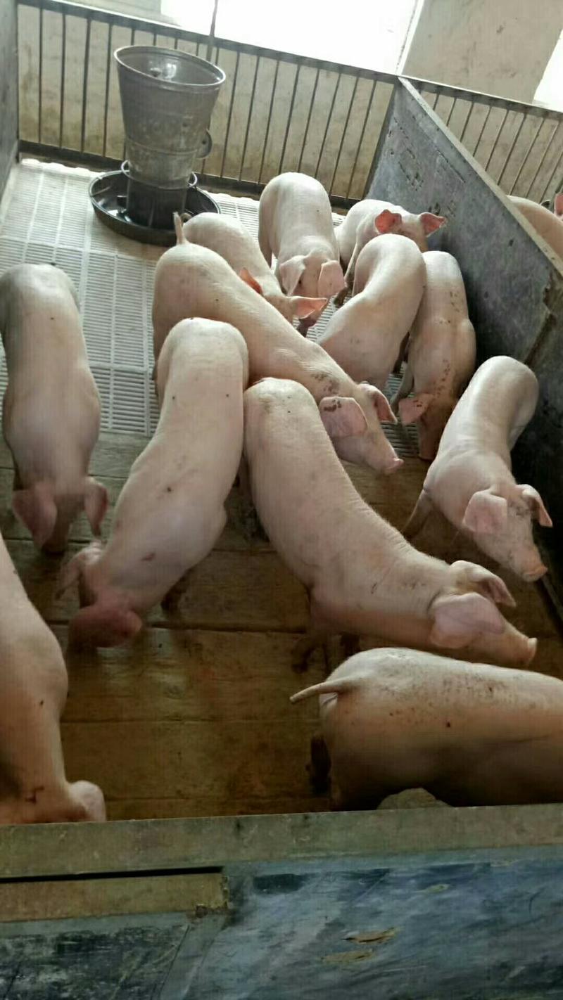 三元仔猪20~30斤产地现货批发，货源充足，品种多