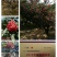花椒苗嫁接无刺花椒苗，大红袍花椒苗，狮子头，保证品种
