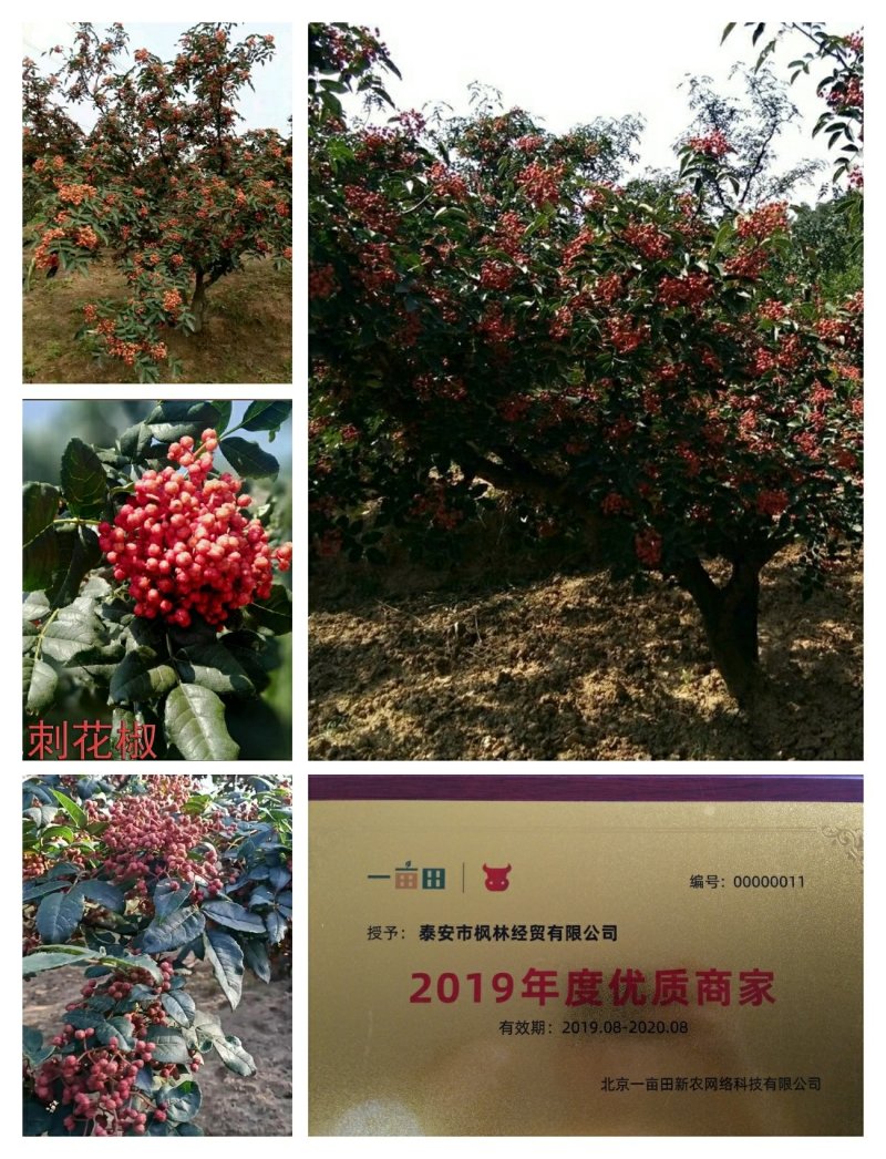 花椒苗嫁接无刺花椒苗，大红袍花椒苗，狮子头，保证品种