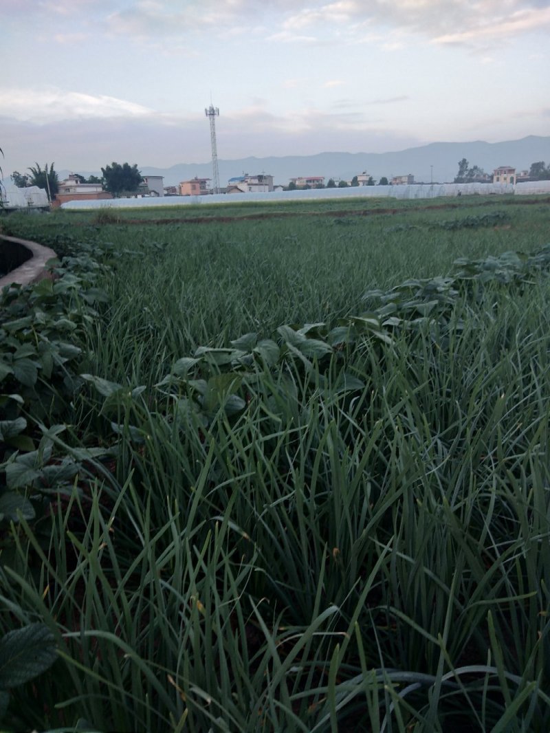 绿韭菜，头刀