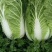 优质精品黄心白菜基地直供，价格优惠，质量保证，交通便利。