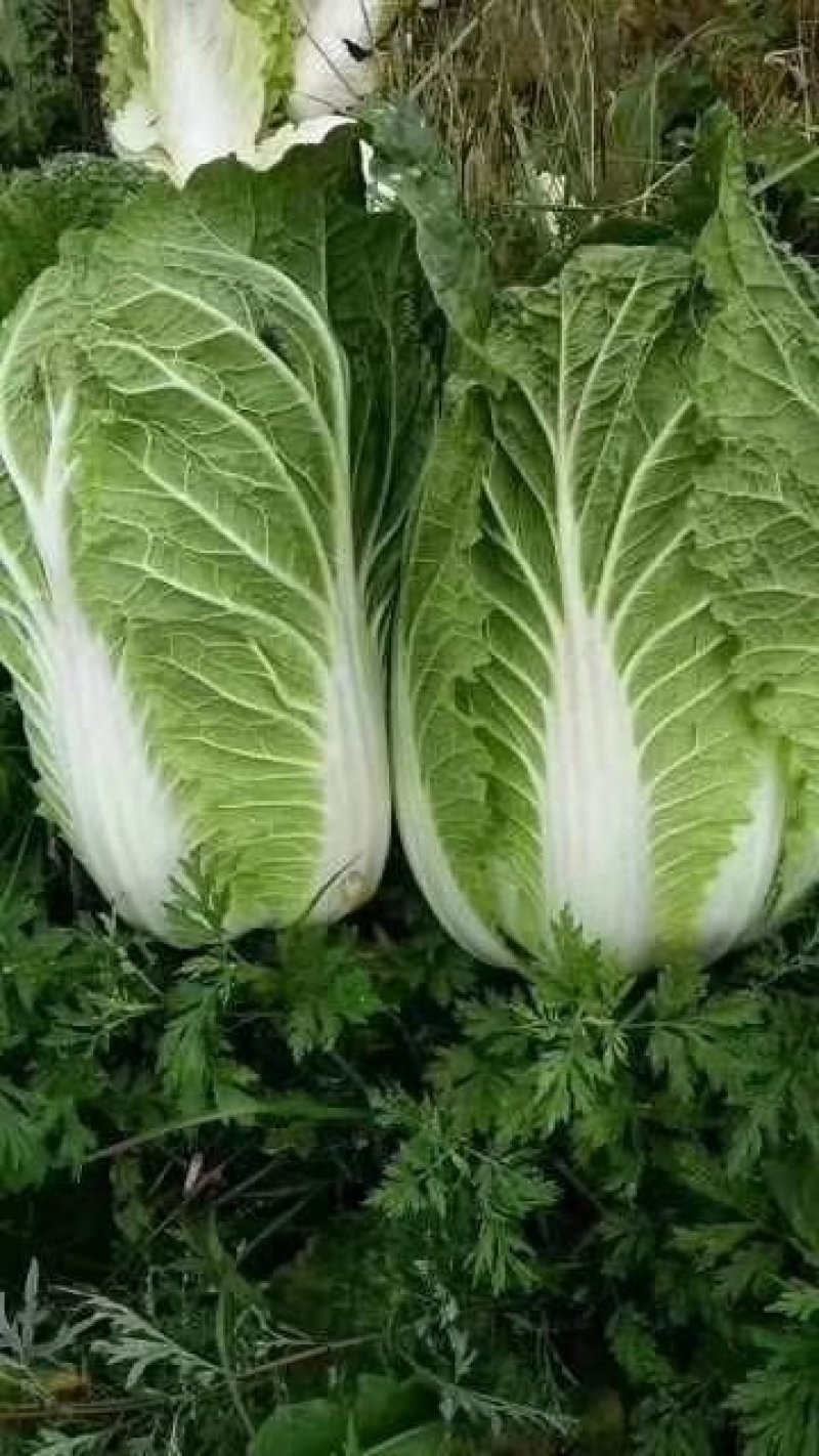 优质精品黄心白菜基地直供，价格优惠，质量保证，交通便利。
