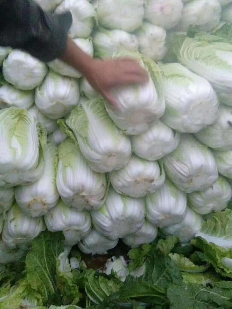 优质精品黄心白菜基地直供，价格优惠，质量保证，交通便利。