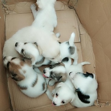 串串花狗白狗小型犬各种宠物犬活体包邮包活