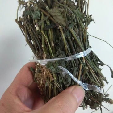 优选干品一点红红背草叶下红羊蹄草农家初选农副产品