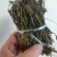 优选干品一点红红背草叶下红羊蹄草农家初选农副产品