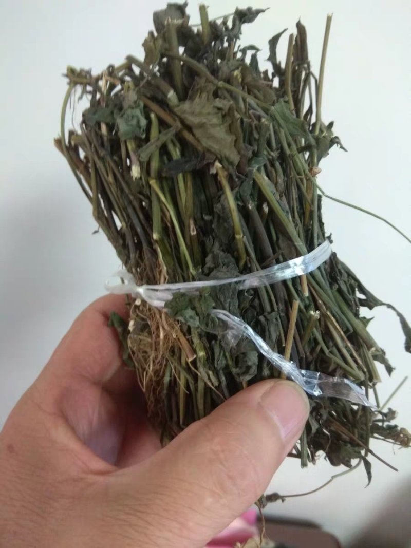 优选干品一点红红背草叶下红羊蹄草农家初选农副产品