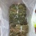 优选干品一点红红背草叶下红羊蹄草农家初选农副产品