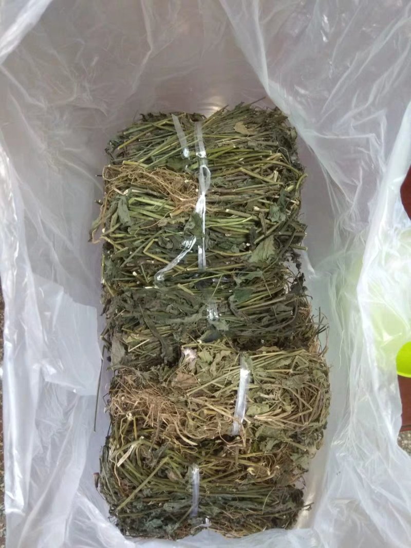 优选干品一点红红背草叶下红羊蹄草农家初选农副产品