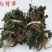 优选干品一点红红背草叶下红羊蹄草农家初选农副产品