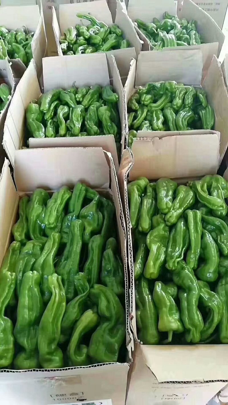 301辣椒（泡椒）大量上市，批发市场，电商，超市**