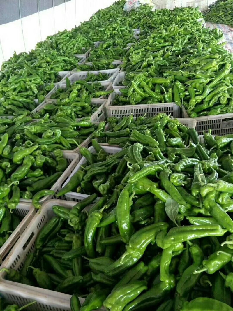 301辣椒（泡椒）大量上市，批发市场，电商，超市**