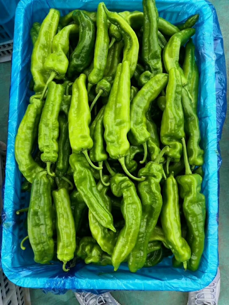 301辣椒（泡椒）大量上市，批发市场，电商，超市**