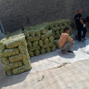 露天冬枣大量上市中价格便宜成熟度好