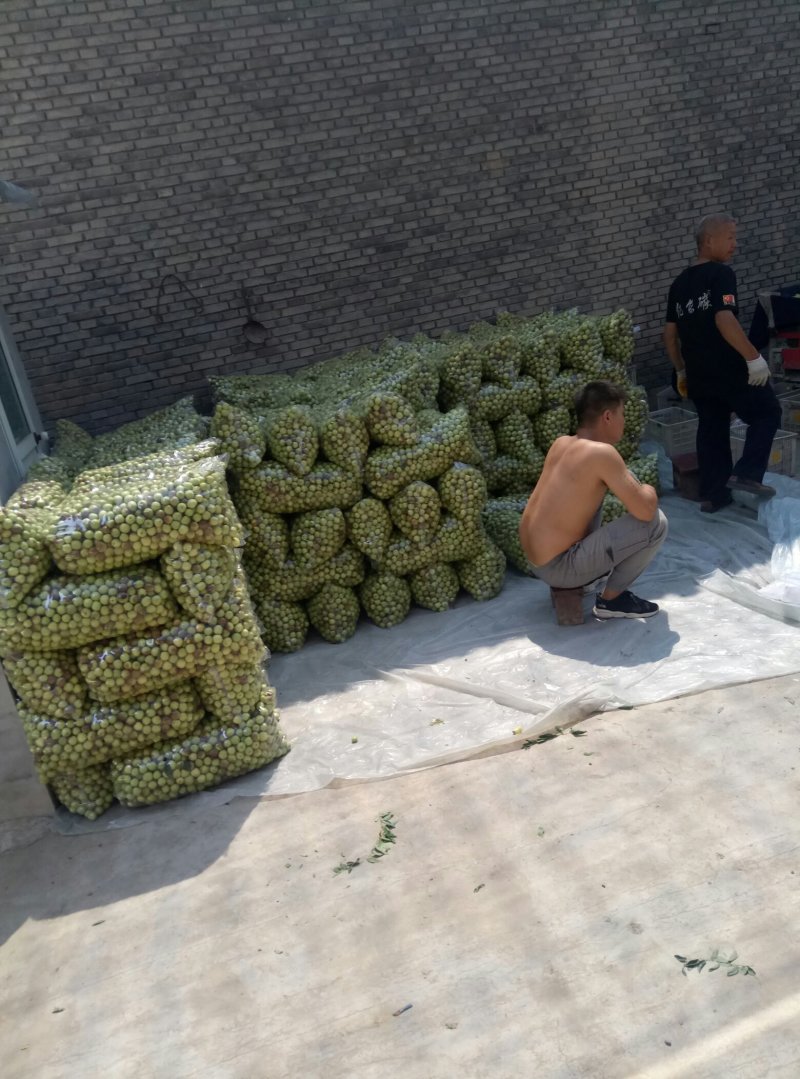 露天冬枣大量上市中价格便宜成熟度好