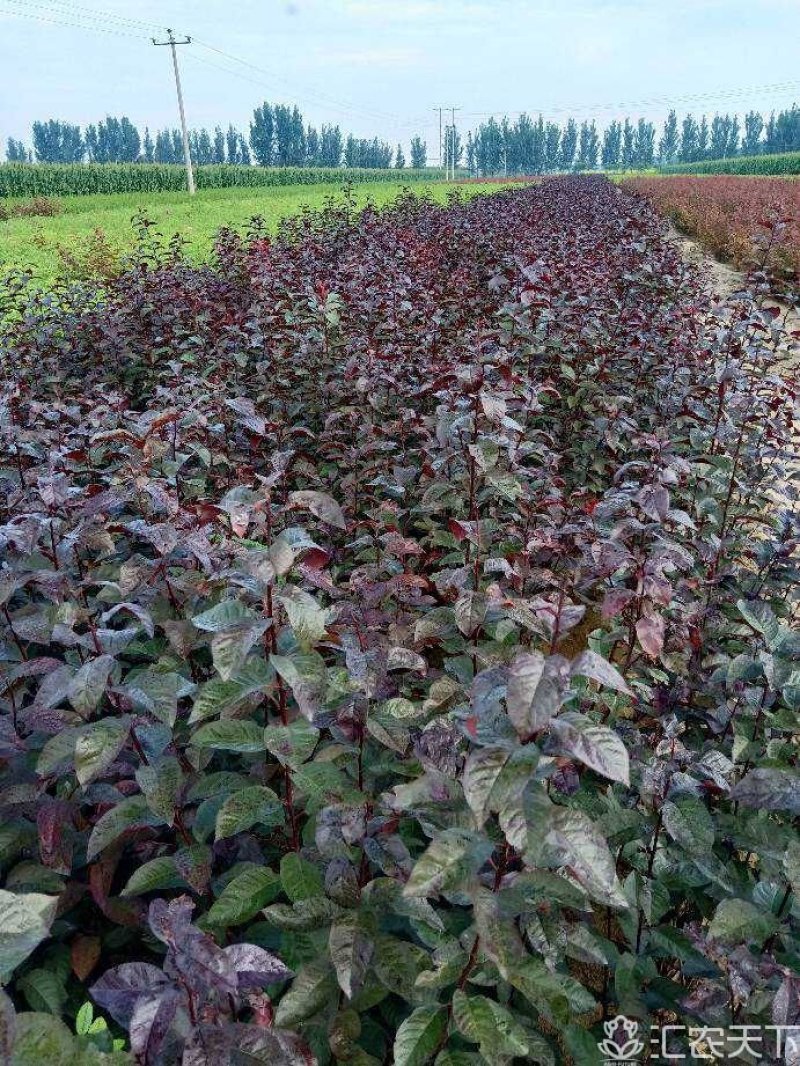盆装紫叶矮樱，80厘米以上冠幅30厘米