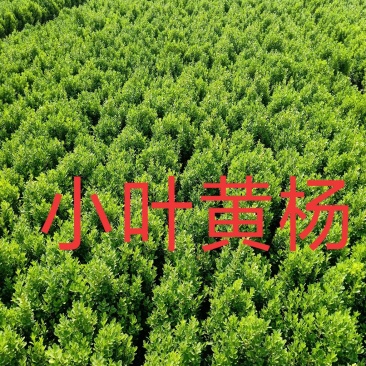 大量供应小叶黄杨，优质小叶黄杨，小叶黄杨工程苗