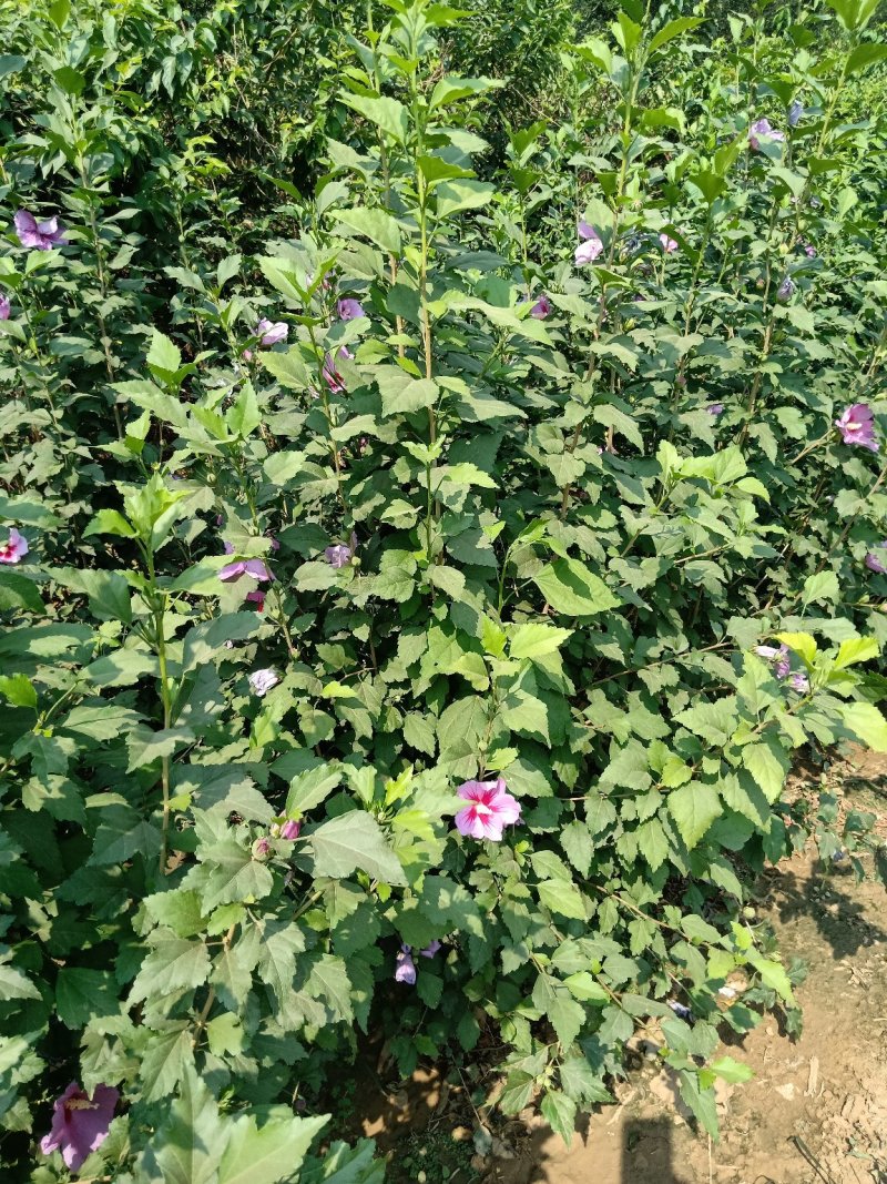 供应从生木槿，从生木槿小苗，大棵从生木槿，独杆木槿