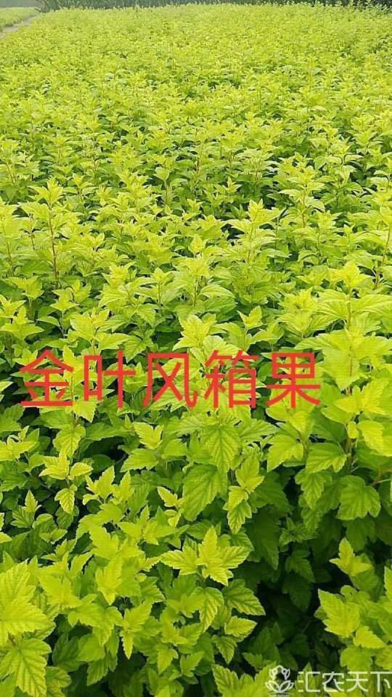 金叶风箱果，高度100厘米以上4个分支冠幅30以上