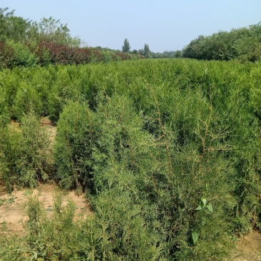 大量供应侧柏，侧柏大田苗，侧柏杯苗